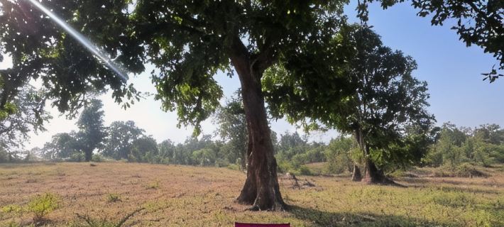 Home in the Jungle Pench Hotels in Seoni