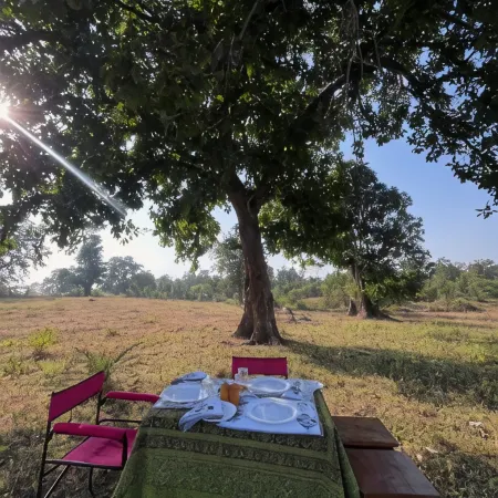 Home in the Jungle Pench