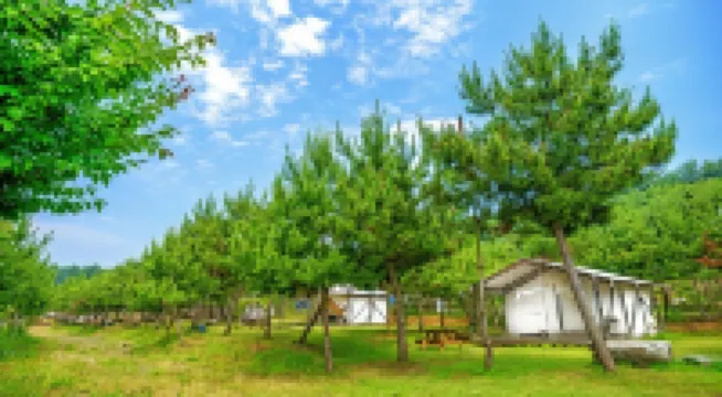 Seocheon Paintree Glamping