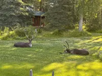 Peaceful & Cozy Alaskan Retreat Near World-Class Fishing & Trails - Apartments
