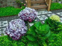 The Polumb Garden Bedugul 베두굴 주변 호텔