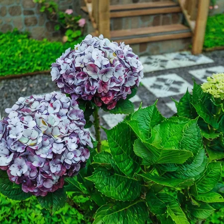 The Polumb Garden Bedugul Отели рядом с достопримечательностью «Бедугул»