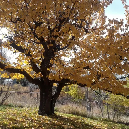 Catalpa Cottage is named after the giant Catalpa trees surrounding the cottage ~