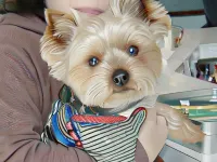 Wakasa Marine Plaza Hotel a Obama