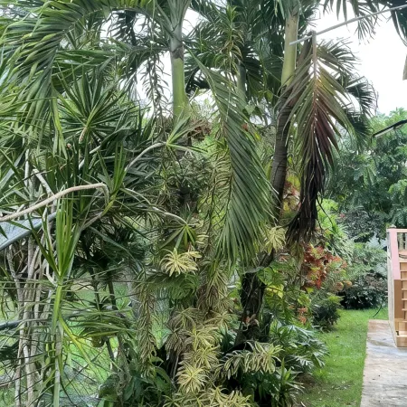 Coqui Town, A Tropical Oasis. 2BR, Solar panels & Pool in Arecibo