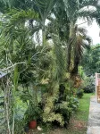 Coqui Town, A Tropical Oasis. 2BR, Solar panels & Pool in Arecibo