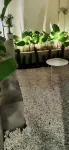 Frank House Guest House & Korean Style Kostel
