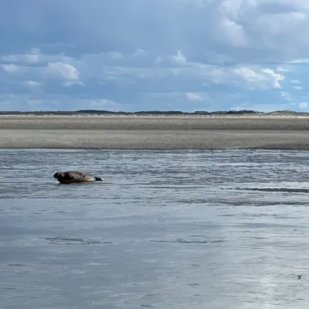 Berck sur Mer Appartement à 50m de la Plage!