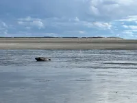Berck sur Mer Appartement à 50m de la Plage!