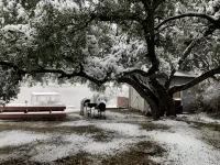 Always Home In Texas Cabin with  WiFi, and plenty of yard.