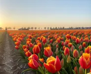 Apartment in Netherlands Near Dunes Hotels in Julianadorp