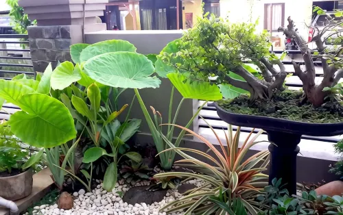 Wisma Delima - Homestays
