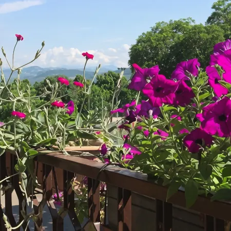 B&B Pergolesi