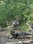 Grizzly’s Getaway in the Mountains! 45 minutes to white sands.,  Dogs Welcome