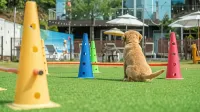 Hoengseong Withpet Village - Parkplatz
