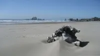Ocean Front ON the Beach - 14 Minutes to Bandon Dunes Golf! Spectacular Views! - Beach
