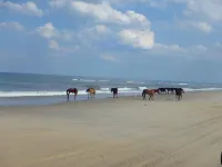 Octopus Oasis, Horses/Sea Turtles 4X4 a Must  Pets OK.  Jacuzzi.  Carova Beach - 4-Star