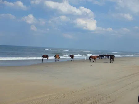 Octopus Oasis Carova Beach Obx Wild Horses. 4X4/Awd is Needed to Access House.