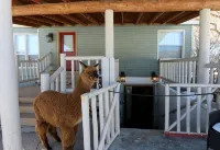 Alpaca Paradise & Alpaca Experience! - 4-stjärniga