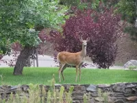 Lovely  country home on historic eight acre estate in the black hills