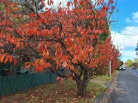 Camellia Cottage - Your Peaceful Mountain Getaway! Hotels in Blackheath