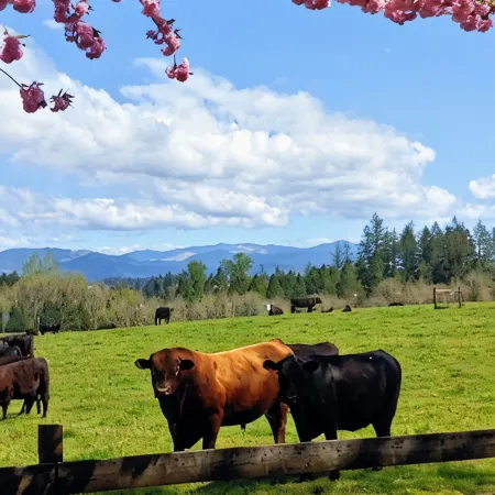 Rustic Cabin on 140-acre Working Cattle Ranch