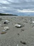 Beach Haven - de playa