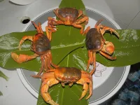 Rasdhoo Coralville - breakfast