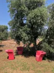 Perfect Oasis Among Olive Trees and Private Pool, for an Authentic Experience! - 2 estrellas