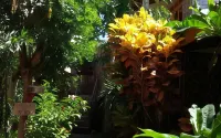 Syifa Homestay