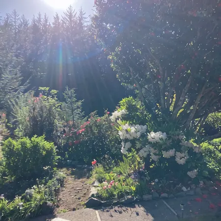 Charming 1-bedroom house surrounded by trees just outside tranquil Waldport