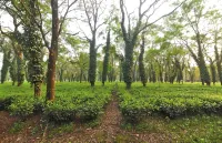 The Sikhiri Cottages, Manas National Park - Pet friendly