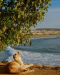 Eco Bay Surf House - Beach
