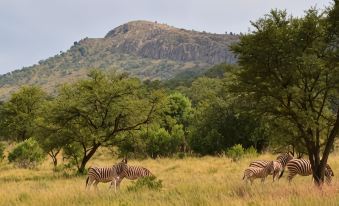 Intaba Thulile
