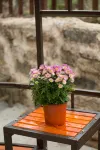 Flowers like Jinmi Anning Island Inn - Bungalow