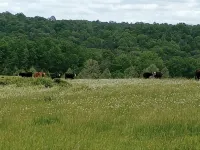The Cabin at Stormy Mountain Ranch, 800acre Ranch.  ATV, Horses or Jeeps welcome - Chalets
