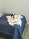第一街度假公寓，已翻新，可攜犬，帶圍欄庭院!! - Wi-Fi