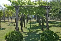 House with pool. Idyllic setting in hills near Lucca and coast WiFi Aircon - Homestays