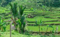 Pakarangan Glamping Resort - 3 星級