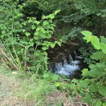 Spacious 3Br Guest Suite by the Creek | North Vancouver - 3-Star