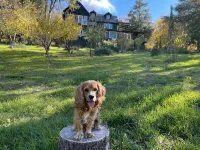 Magical Retreat In Julian With Pool & Amazing Views