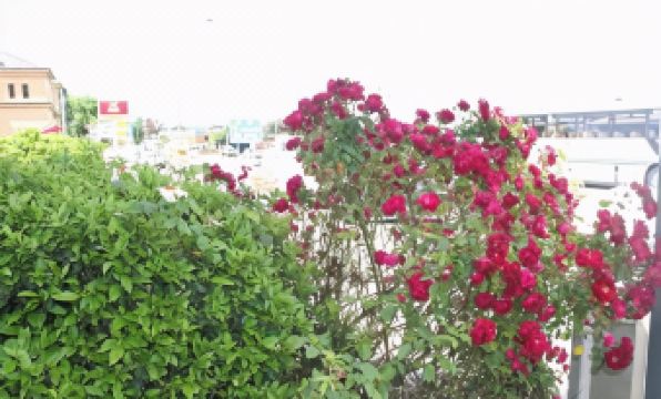 Alpine Heritage Motel