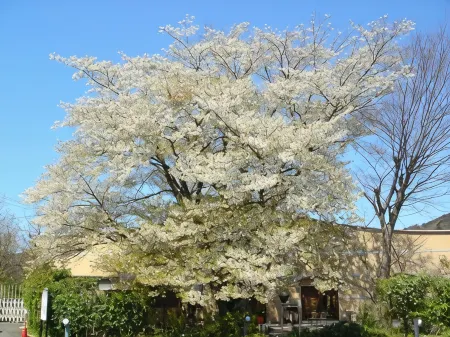 Guest House Kaiya Отели рядом с достопримечательностью «Syureninotaki Fall»