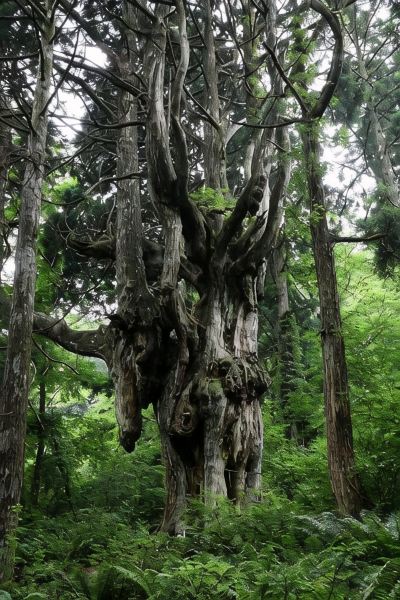 ホテル周辺 隠岐の島・美味しい海の宿 隠岐プラザホテルの写真