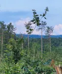 Knotty Pine Cabin: 2 Bdrm, Gas Fireplace, Near Great Mushroom Area & Thumb Lake! - Wifi