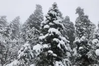 Hidden Gem! Swiss Cottage Ski Chalet - Hytter