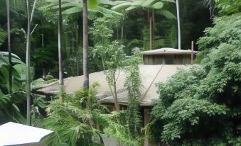 Daintree Deep Forest Lodge