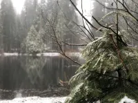 Mountain cabin with fireplace. Minutes away from Shaver Lake and China Peak. - 샬레 호텔