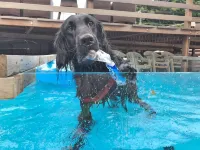 Umiyado Taiyobito - pet friendly