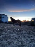 Steps from the Water! Beautiful New Home in the Heart of 4X4 Wild Horse Carova - 3-Star